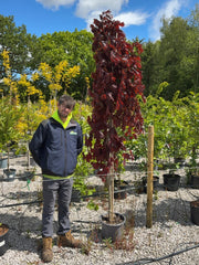 Acer Platanoides Crimson Sentry 15 Litre Pot