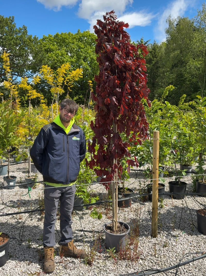 Acer Platanoides Crimson Sentry 15 Litre Pot