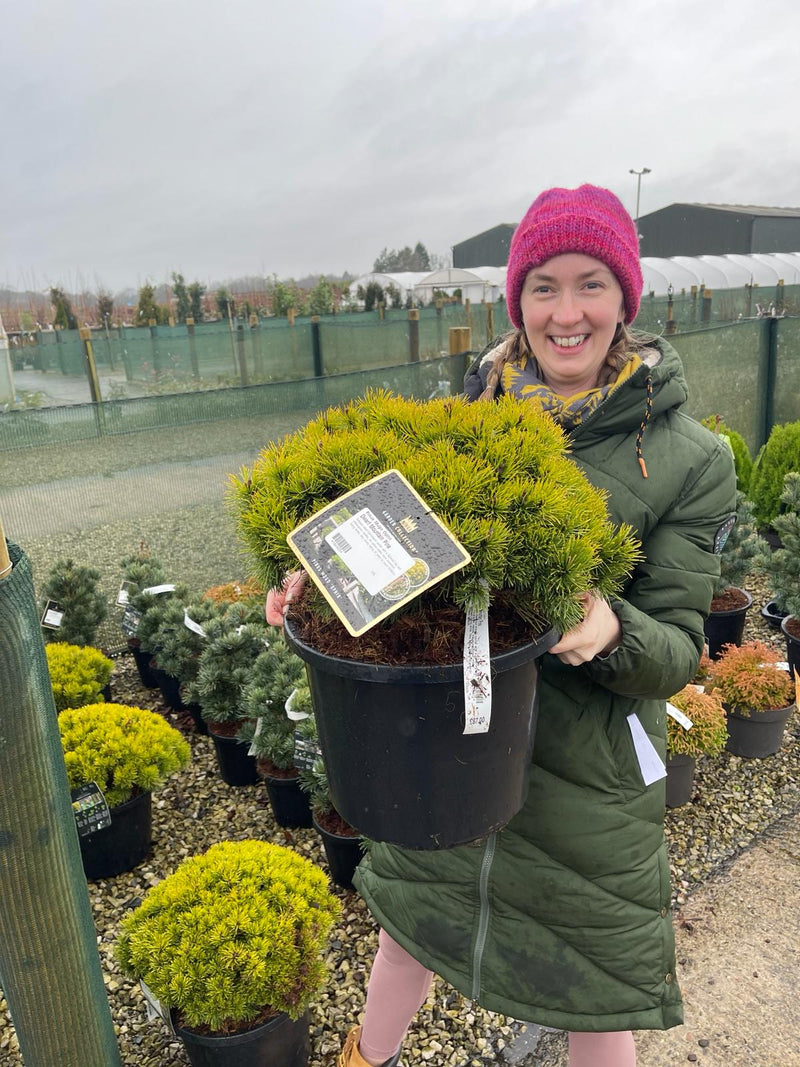 Pinus Mugo Ophir 12 Litre Pot