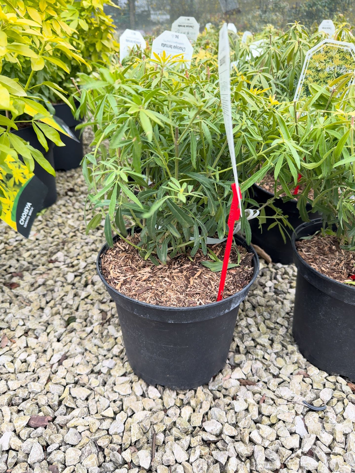 Choisya Ternata Goldfingers 5 Litre Pot