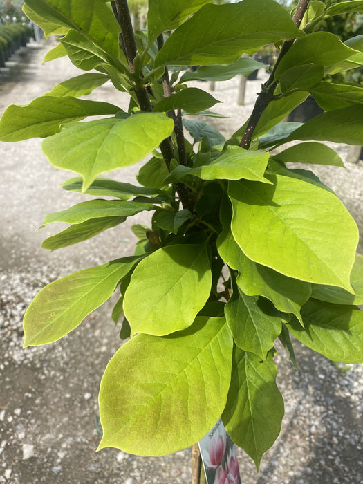 Magnolia Satisfaction 5 Litre Pot 1/4 Standard