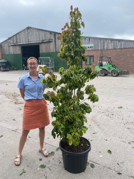 Cornus Florida Cherokee Sunset 50 Litre Pot 150-175cm Tall