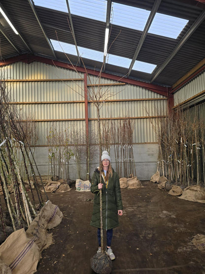 Prunus sub. Autumnalis Standard 8-10cm Girth