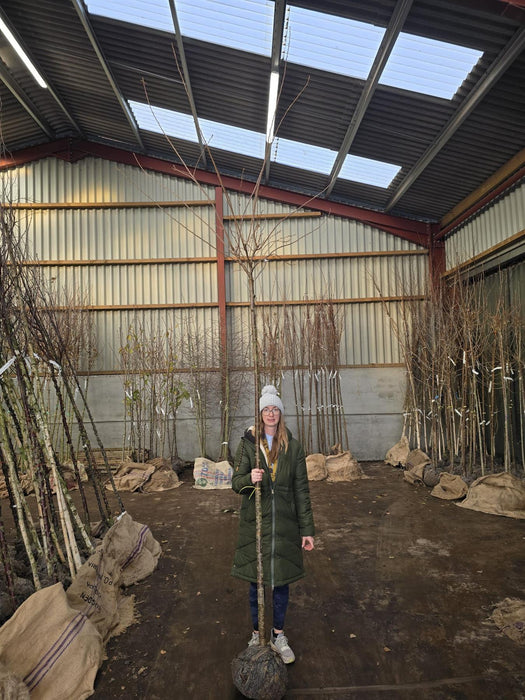 Prunus sub. Autumnalis Standard 8-10cm Girth Rootballed