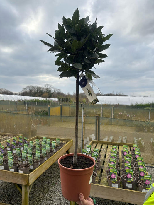 Laurus Nobilis 1/4 Standard 5 Litre Pot 50cm Stem
