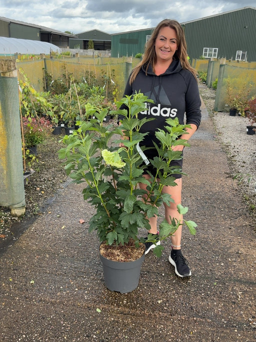 Viburnum opulus Roseum 12 Litre Pot 100-125cm