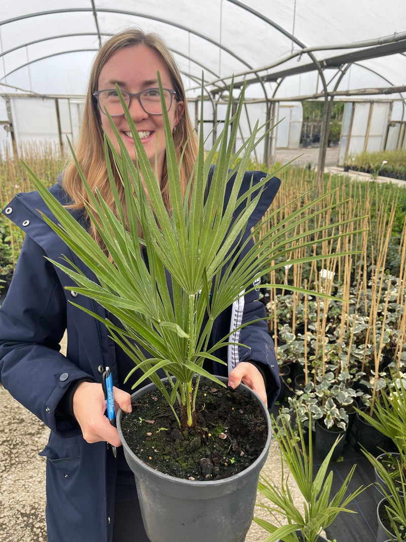 Chamaerops Humilis 5 Litre Pot