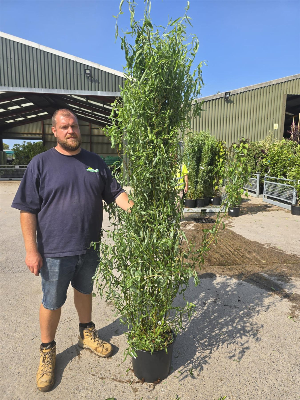 Salix babylonica Tortuosa 20 Litre Pot 175/200cm
