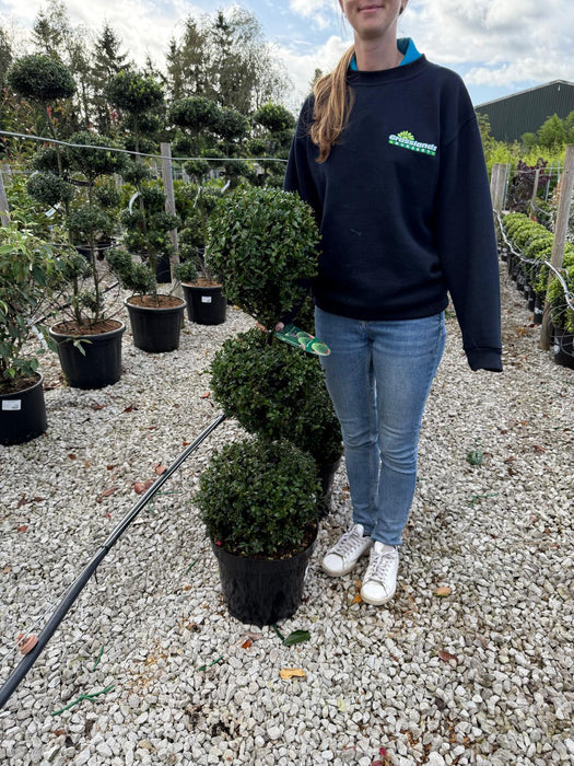 Buxus Sempervirens Trio-Ball Stack 12 Litre Pot