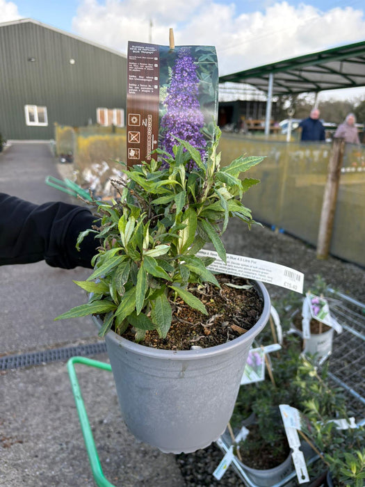 Buddleja d. Reve Papillon Blue 4.5 Litre Pot