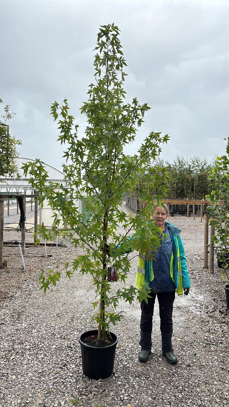 Liquidambar styraciflua Worplesdon 30 Litre Pot