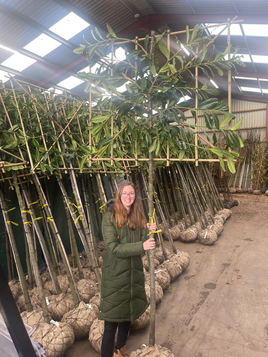 Prunus Novita Pleached Laurel 10/12cm G, 160cm Stem 120cm W x 100cm T