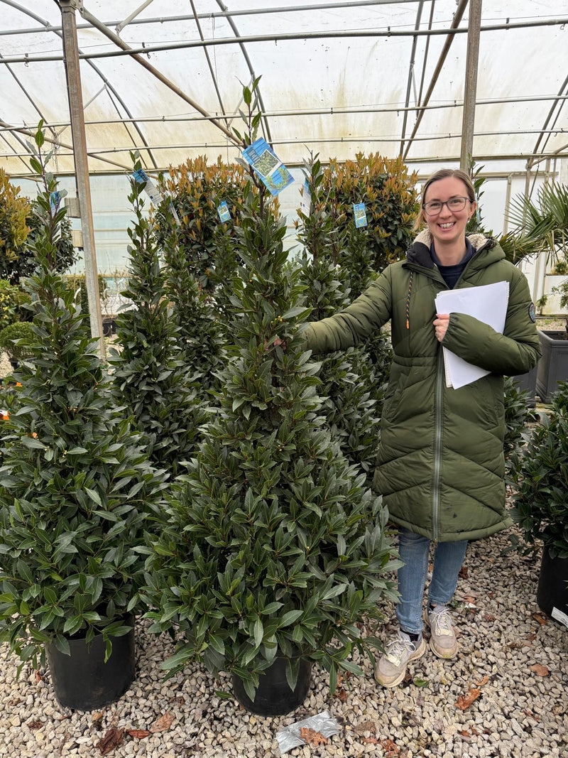 Laurus Nobilis Cone 20 Litre Pot 180 inc. Pot