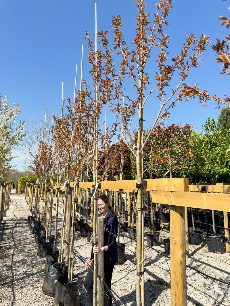 Prunus Kanzan Standard 8-10cm Girth 30 Litre Pot