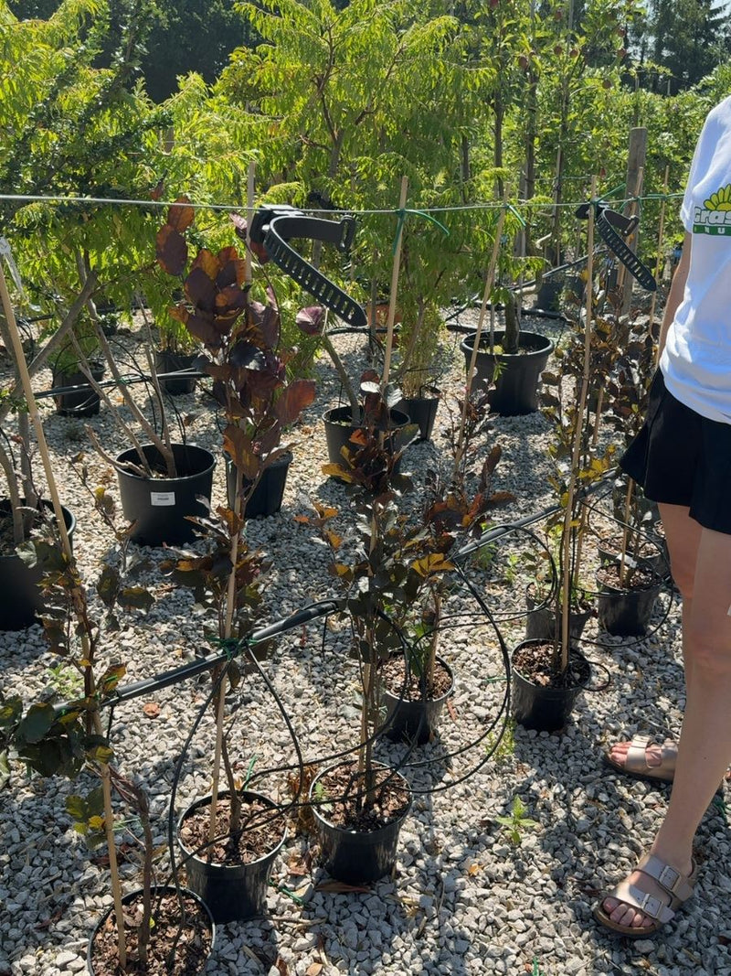Fagus sylvatica 'Dawyck Purple' - Purple Upright Beech 3 Litre Pot