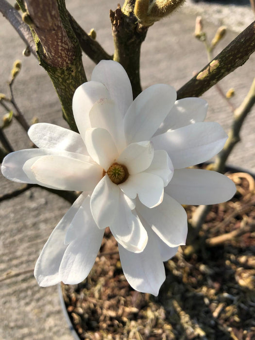 Magnolia Stellata 12 Litre Pot 80/100cm