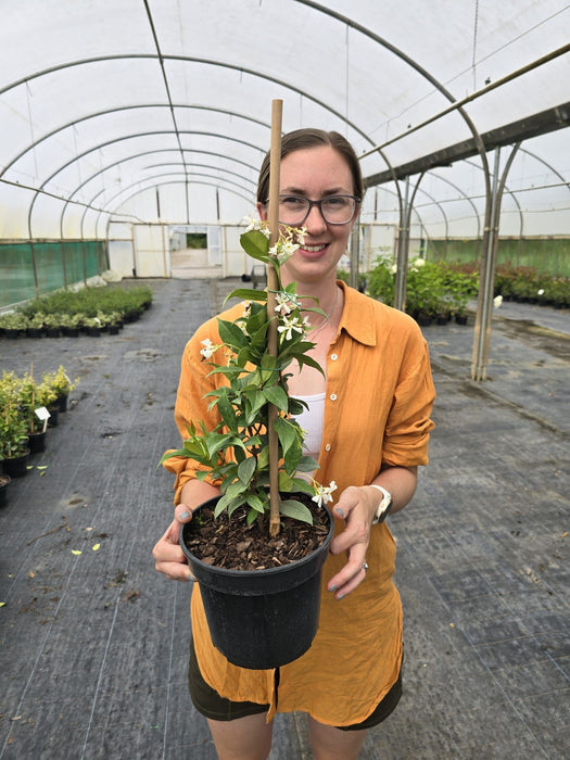 Trachelospermum Jasminoides 2 Litre Pot