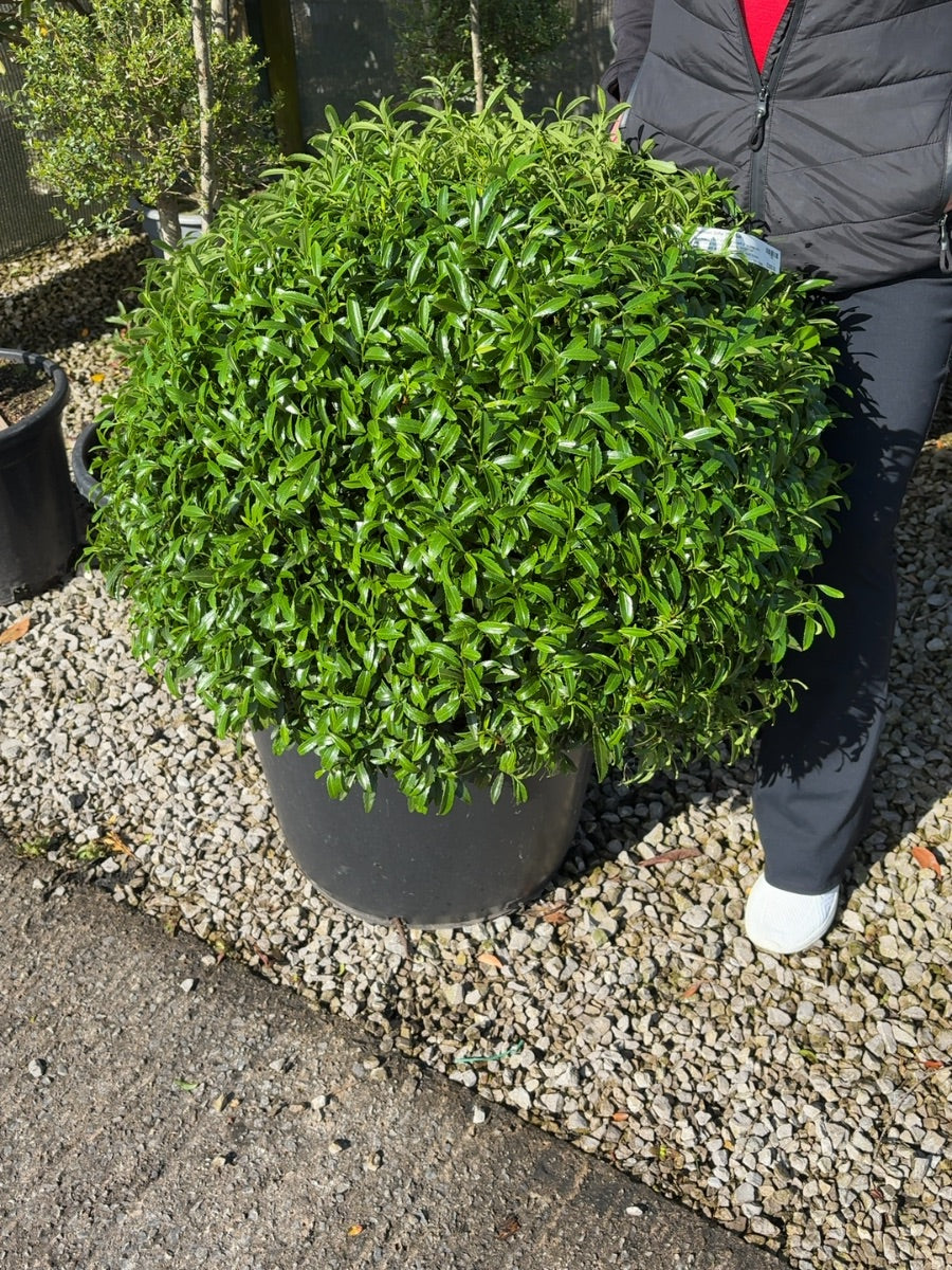 Prunus laurocerasus Sofia 70cm Ball