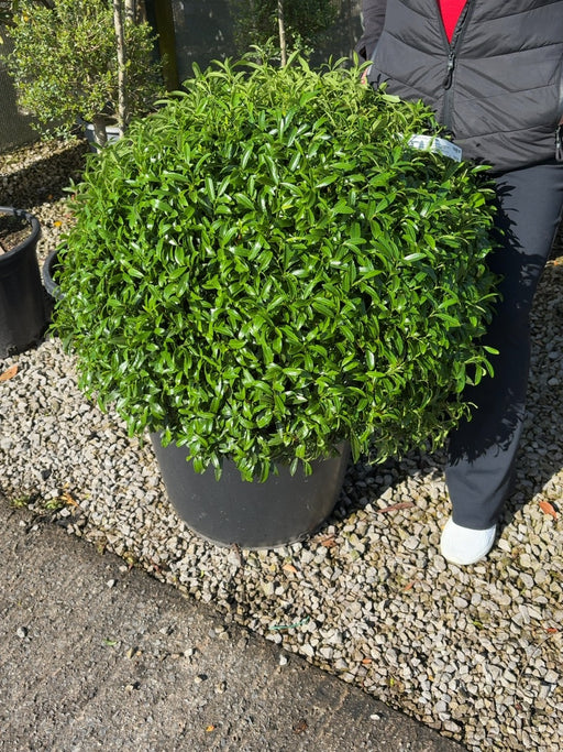 Prunus laurocerasus Sofia 70cm Ball