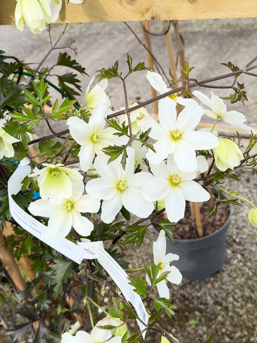 Clematis Avalanche 20 Litre Pot 175-200cm Tall