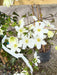 Clematis Avalanche 20 Litre Pot 175-200cm Tall