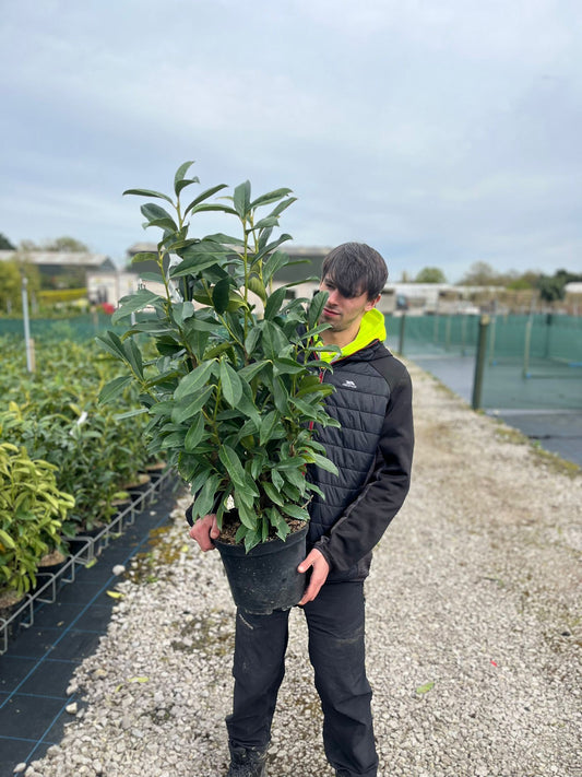 Cherry Laurel Hedging  7.5 Litre Pot 80/100cm