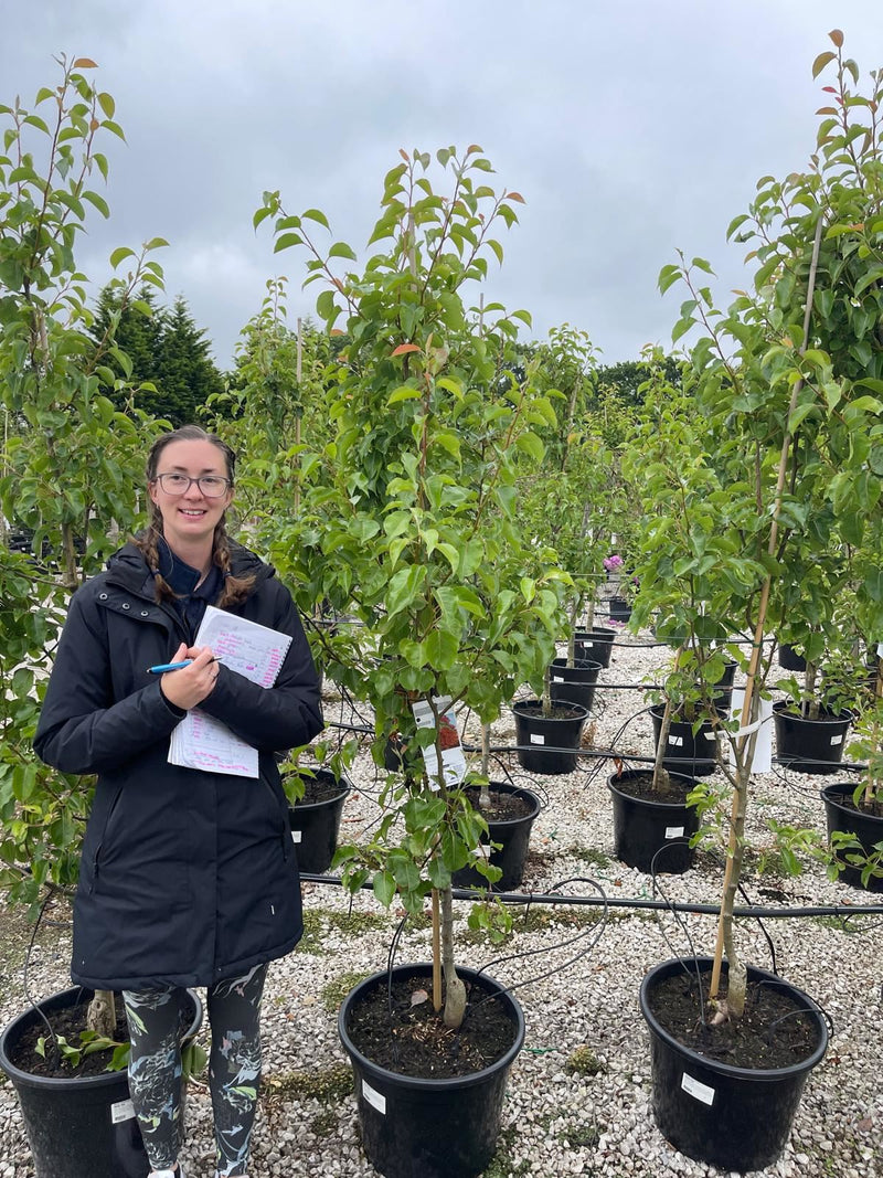 Pyrus Chanticleer 30 Litre Pot