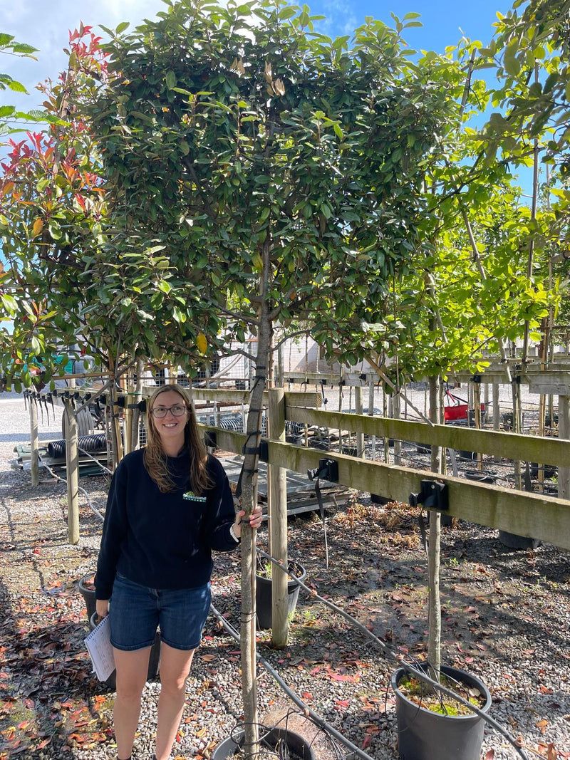 Elaeagnus Ebbingei Pleached 3/4 Standard With 120x120 Frame