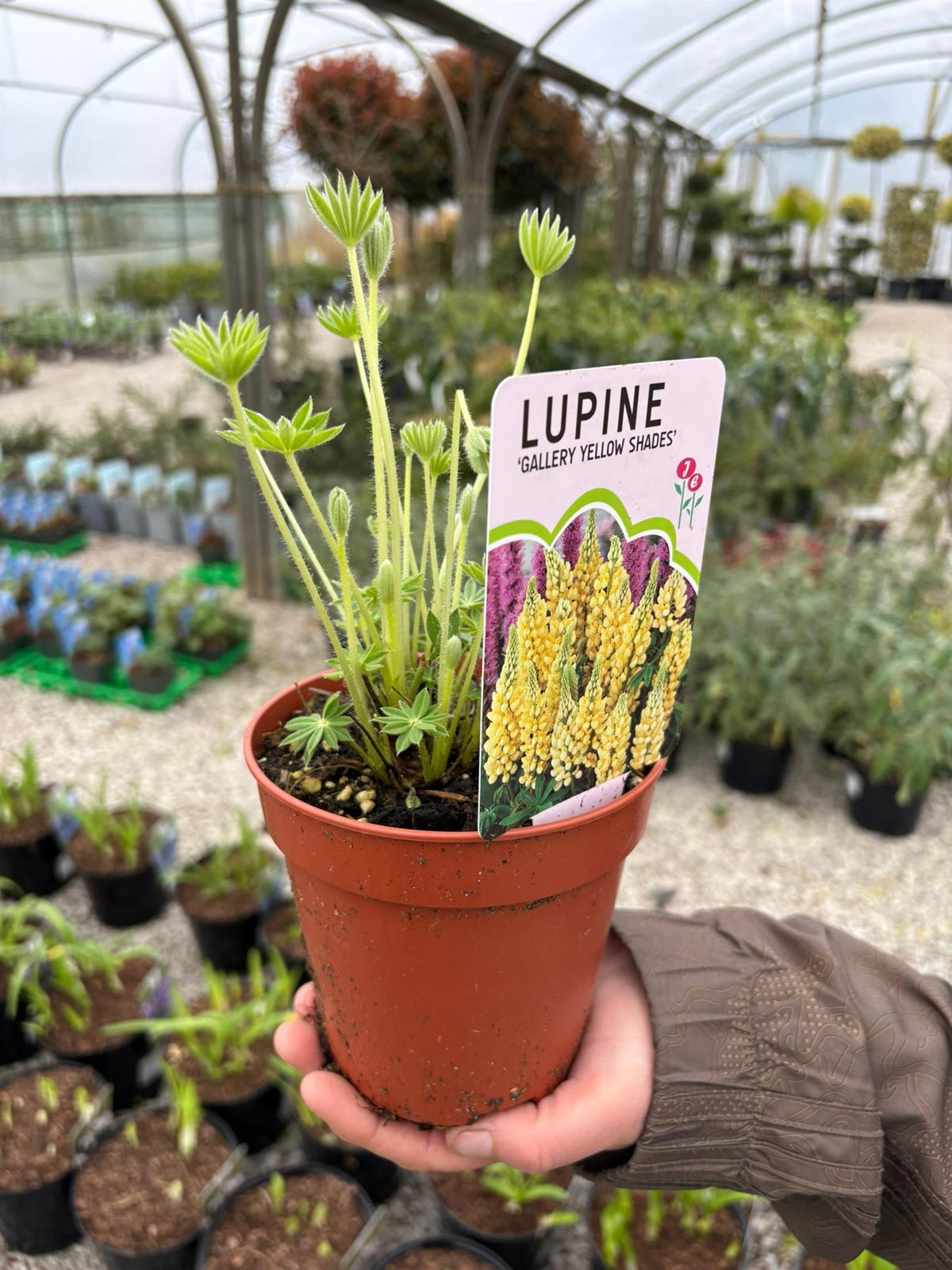 Lupin Gallery Yellow Shades 3 Litre Pot