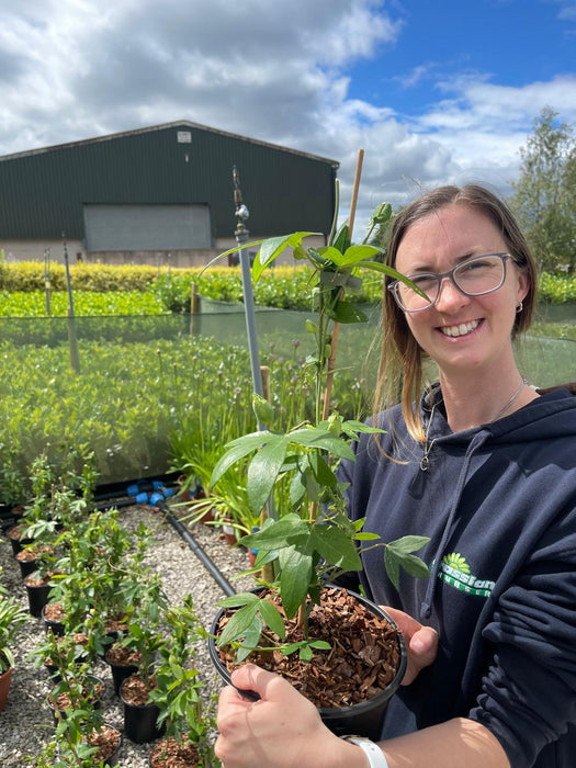 Passiflora Caerulea Snow Queen 3 Litre Pot