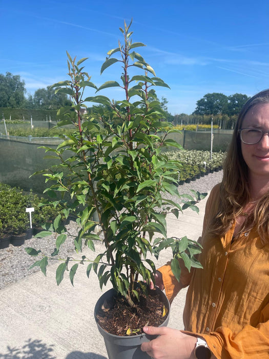Portuguese Laurel Angustifolia 15 Litre Pot 80/90cm Bush
