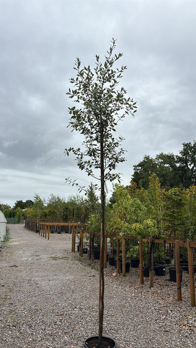 Quercus Ilex Full Standard 6-8cm Girth 20 Litre Pot