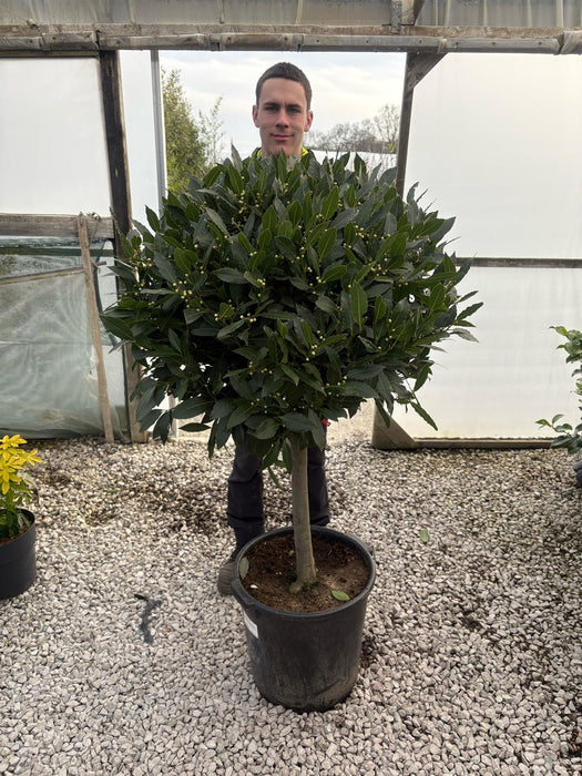 Laurus Nobilis 1/4 Standard 35 Litre Pot 50cm Stem 80/85cm Head