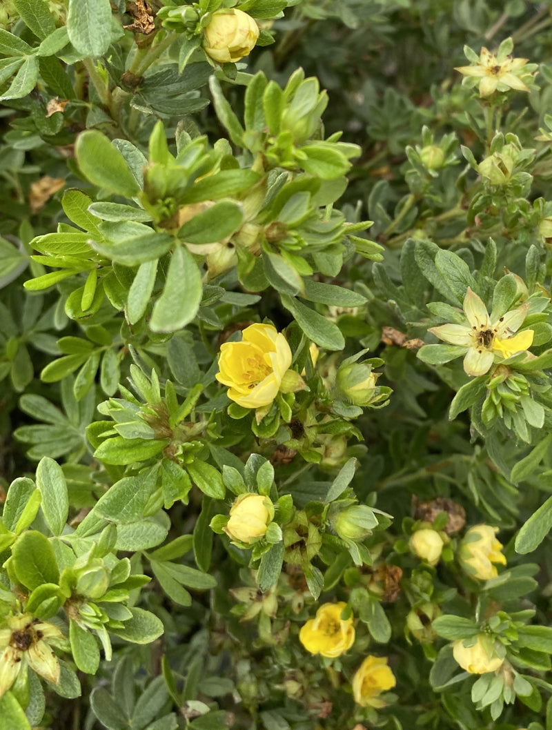 Potentilla fruticosa Double Punch Gold 4.5 Litre Pot