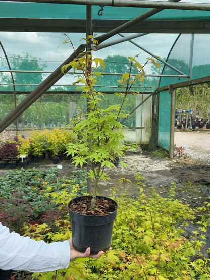 Acer Palmatum Summer Gold 3 Litre Pot