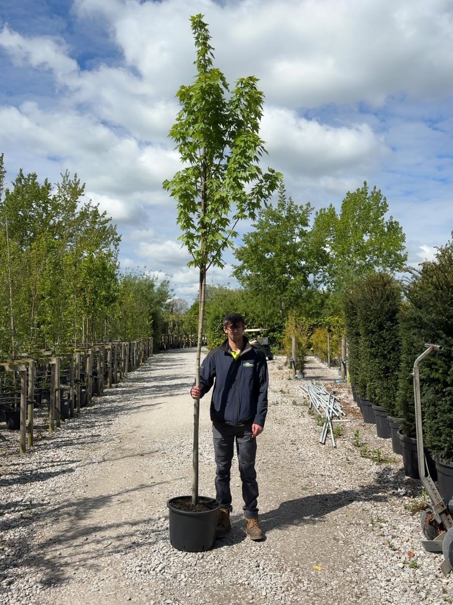 Acer Rubrum Red Sunset 8-10cm Girth Root Ball Delivery From November