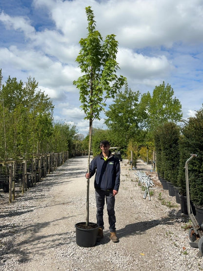 Acer Rubrum Red Sunset 8-10cm Girth Root Ball Delivery From November
