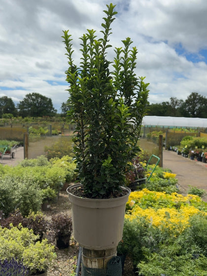 Euonymus Jap. Green Spire 5 Litre Pot