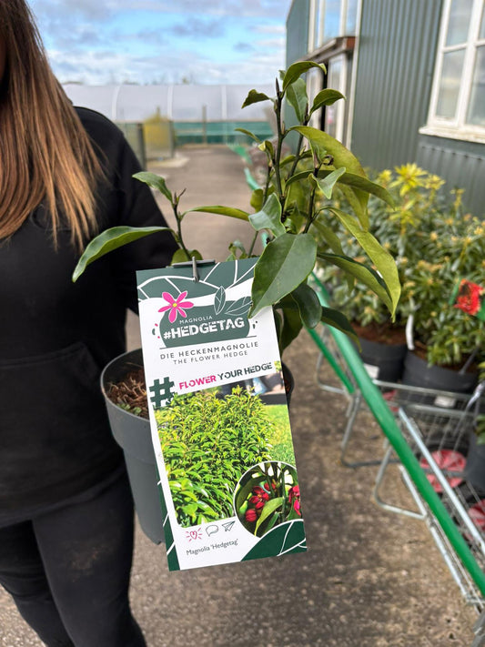 Magnolia Figo Hedgetag 3.4 Litre Pot