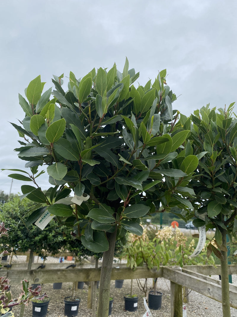 Laurus Nobilis 1/2 Standard 10 Litre Pot