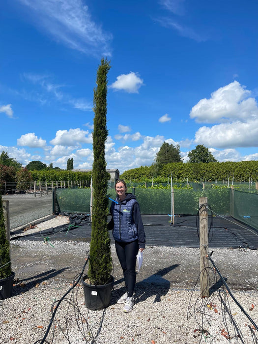 Cupressus sem. Pyramidalis 30 Litre Pot 250-300 cm
