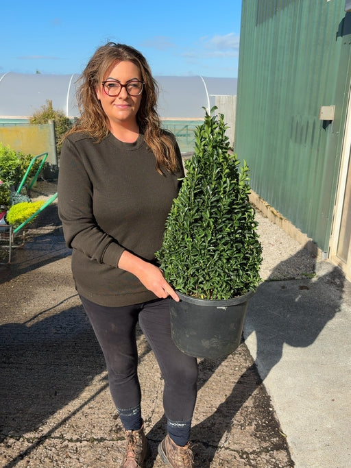 Euonymus Jap. Green Spire Cone 7.5 Litre Pot 50-60cm