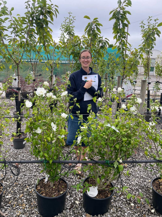 Hibiscus syr. White Chiffon 20 Litre Pot 100/125cm