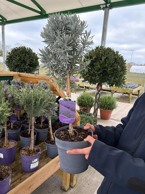 lavender lollipop tree Lavender Angustifolia Mini Standard 3 Litre Pot — Grasslands Nursery