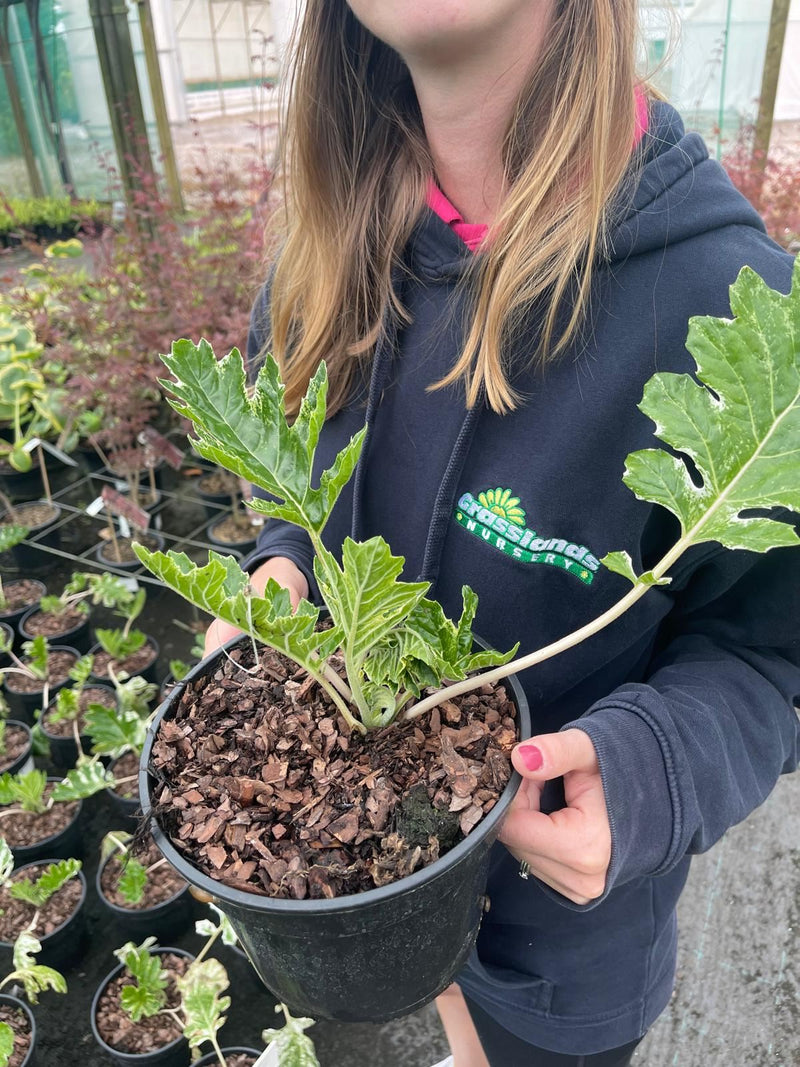 Acanthus Tasmanian Angel 3 Litre Pot