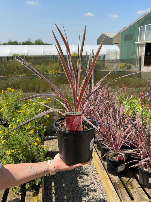Cordyline Southern Splendour 3 Litre Pot