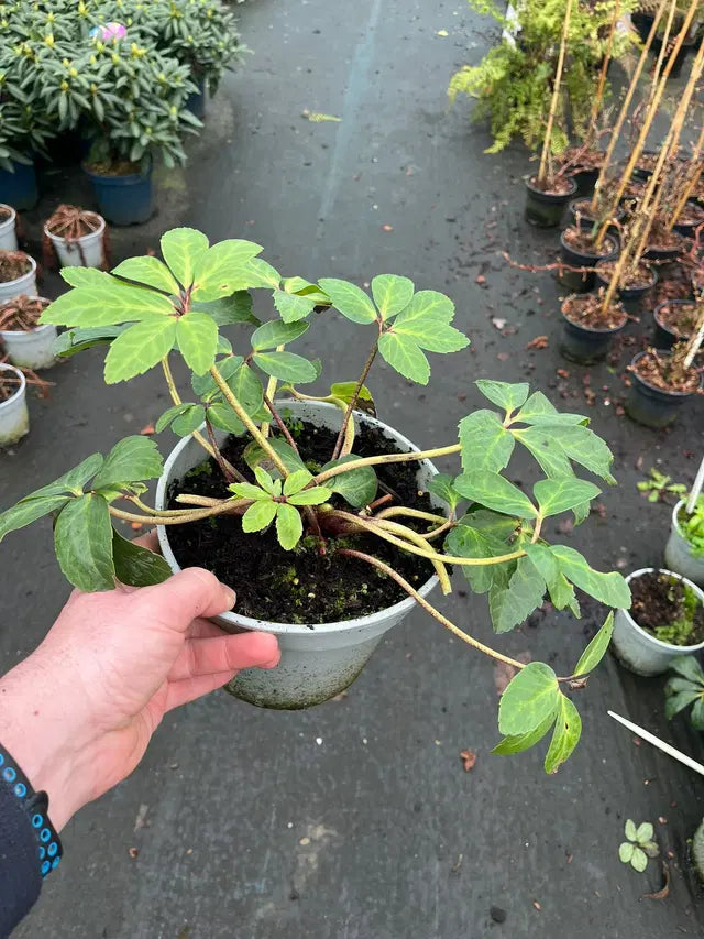Helleborus Niger 3 Litre Pot