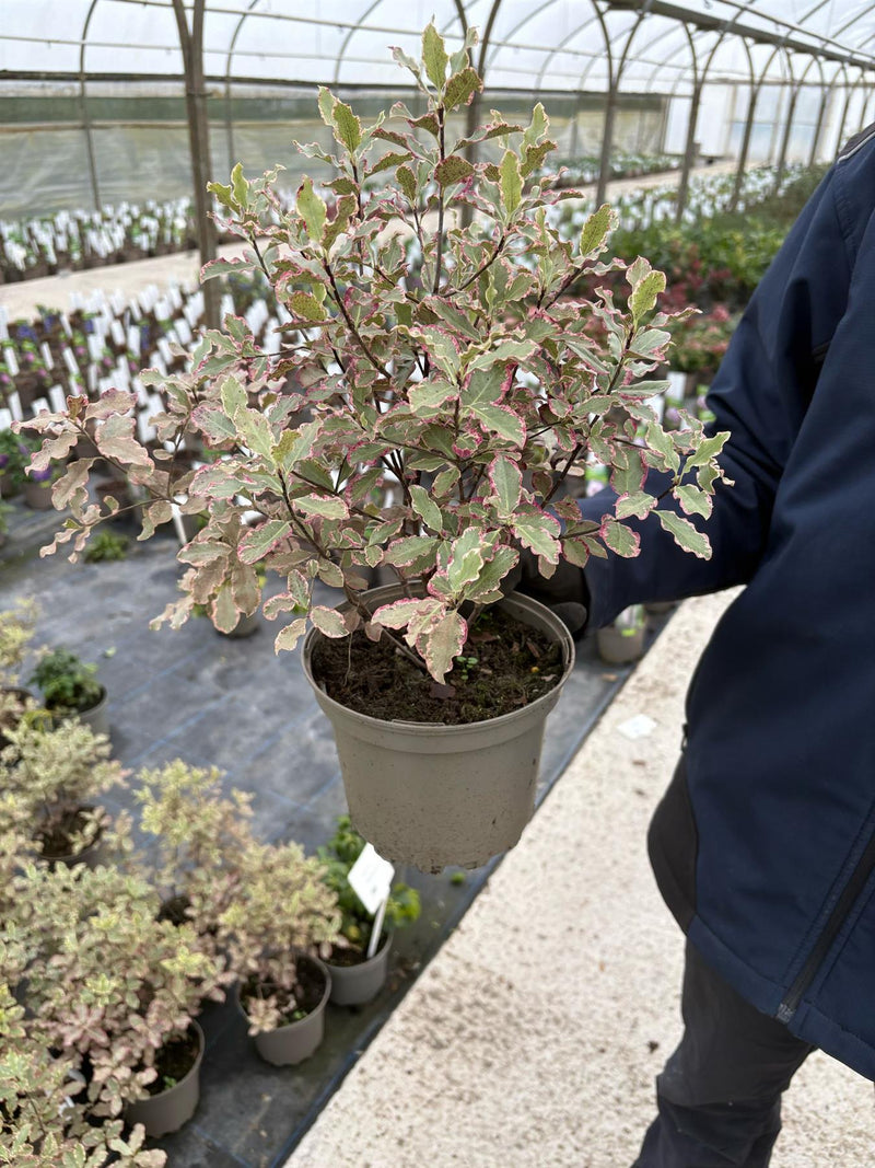 Pittosporum Tenuifolium Elizabeth 2 Litre Pot