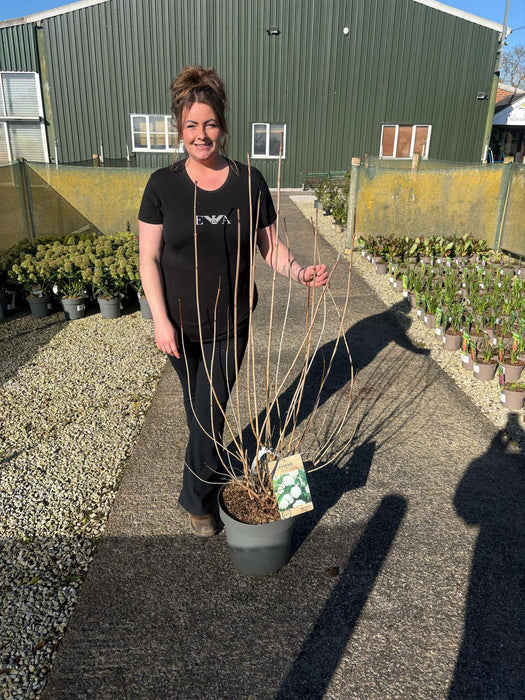 Viburnum opulus Roseum 12 Litre Pot