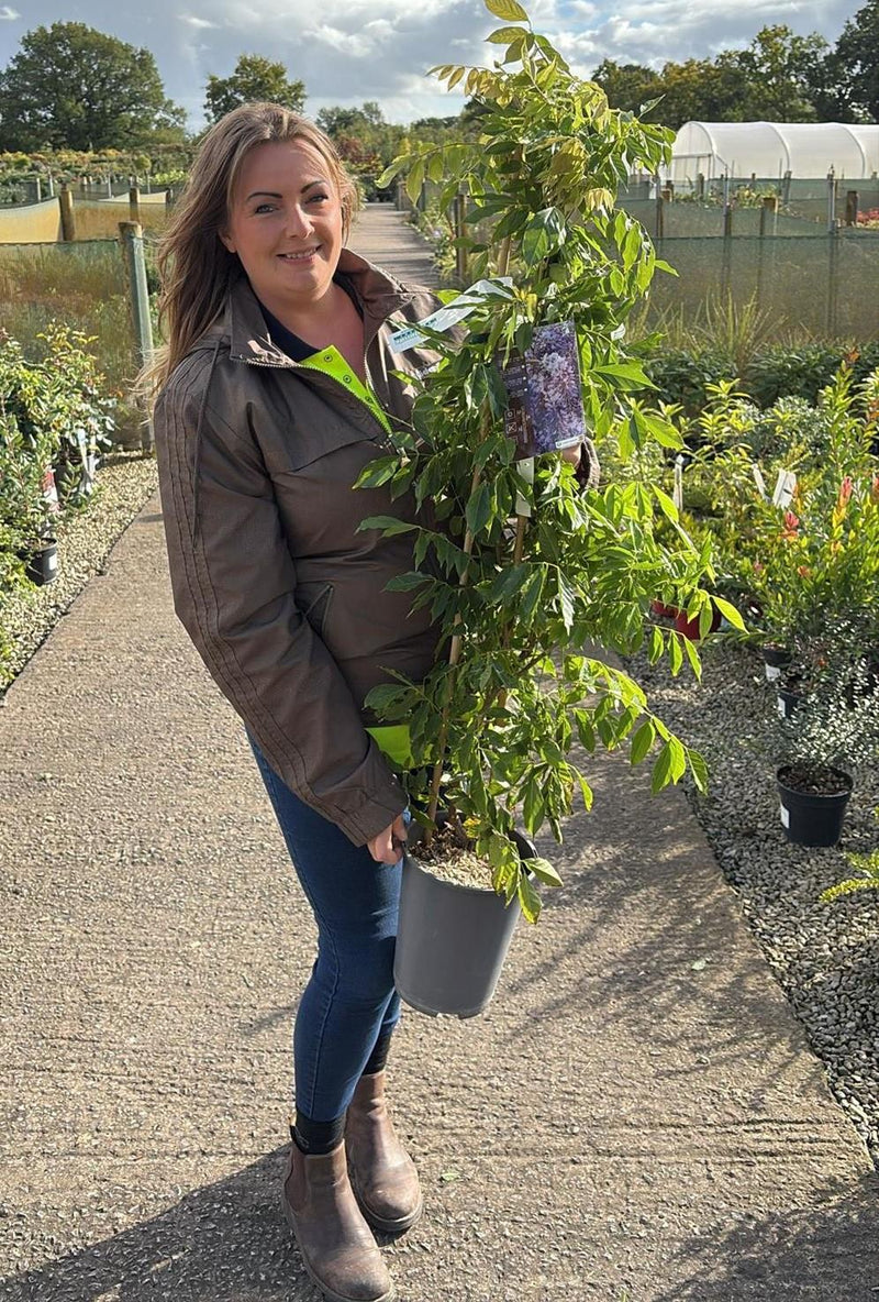 Wisteria Sinensis 4 Litre Pot